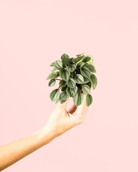 Peperomia Milano Mini