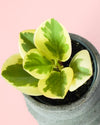 Peperomia Obtipan Bicolor Mini - Pur Plant