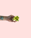 Peperomia Obtipan Bicolor Mini - Pur Plant