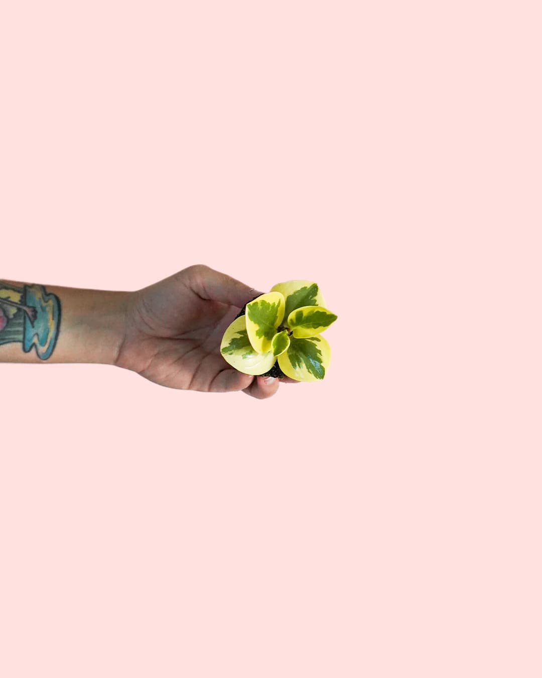 Peperomia Obtipan Bicolor Mini - Pur Plant