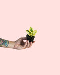 Peperomia Obtipan Bicolor Mini