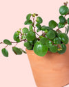 Peperomia Pepperspot Mini - Pur Plant