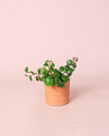 Peperomia Pepperspot Mini - Pur Plant