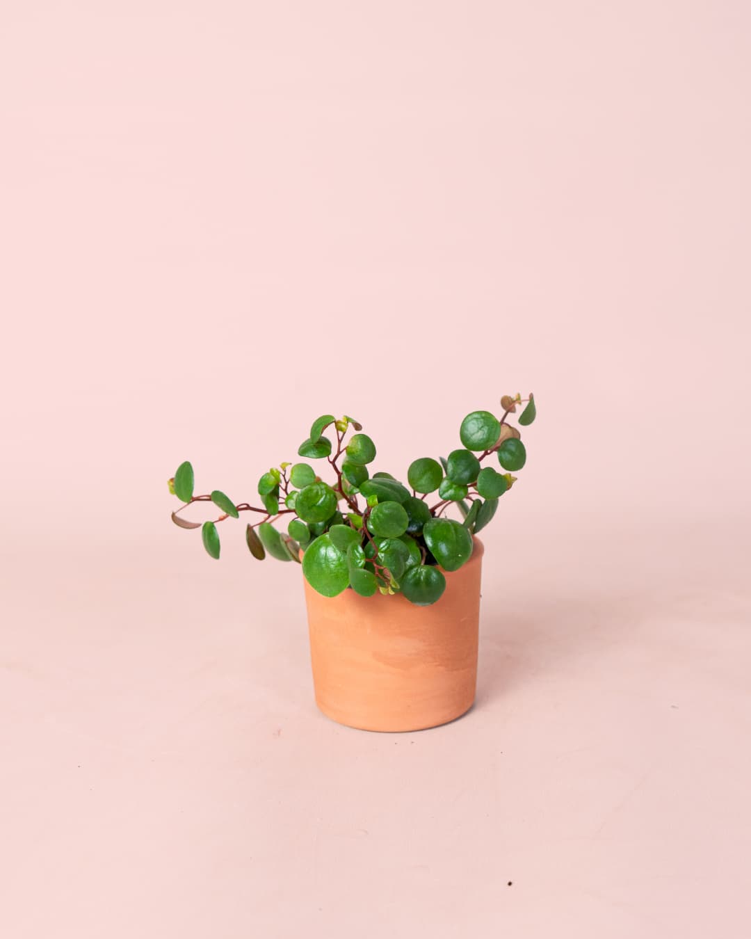 Peperomia Pepperspot Mini - Pur Plant