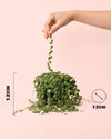 Peperomia Prostrata M - Pur Plant