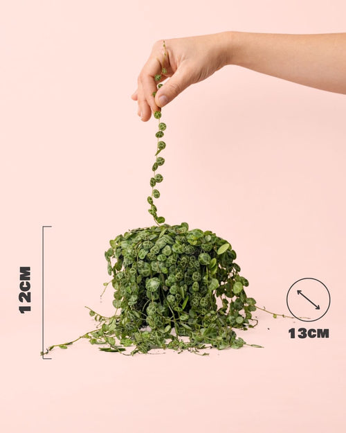 Peperomia Prostrata M - Pur Plant