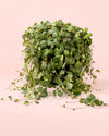 Peperomia Prostrata M - Pur Plant