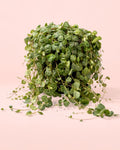 Peperomia Prostrata M