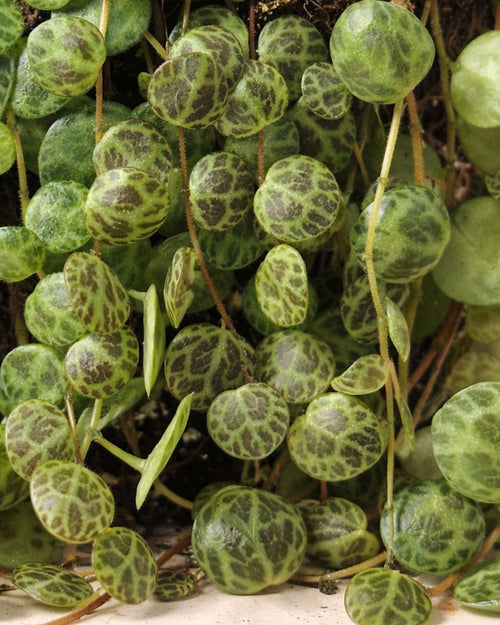 Peperomia Prostrata M - Pur Plant
