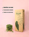 Peperomia Prostrata M - Pur Plant