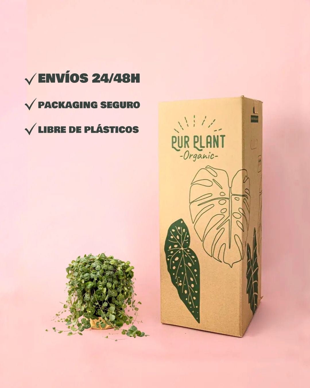 Peperomia Prostrata M - Pur Plant