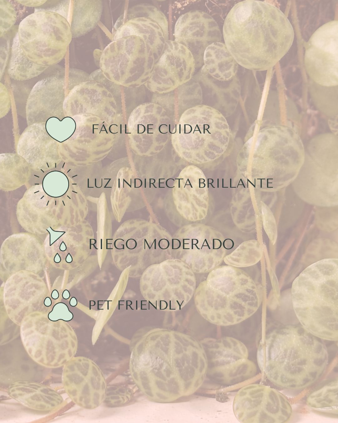 Peperomia Prostrata M - Pur Plant