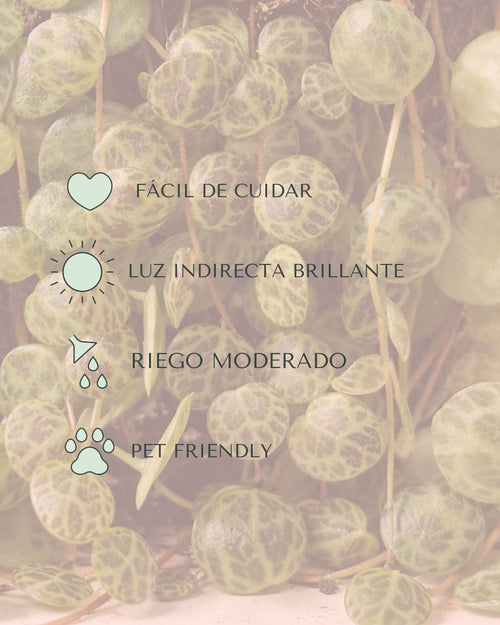 Peperomia Prostrata M - Pur Plant