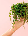 Peperomia Prostrata Mini - Pur Plant