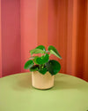 Peperomia Raindrop M - Pur Plant