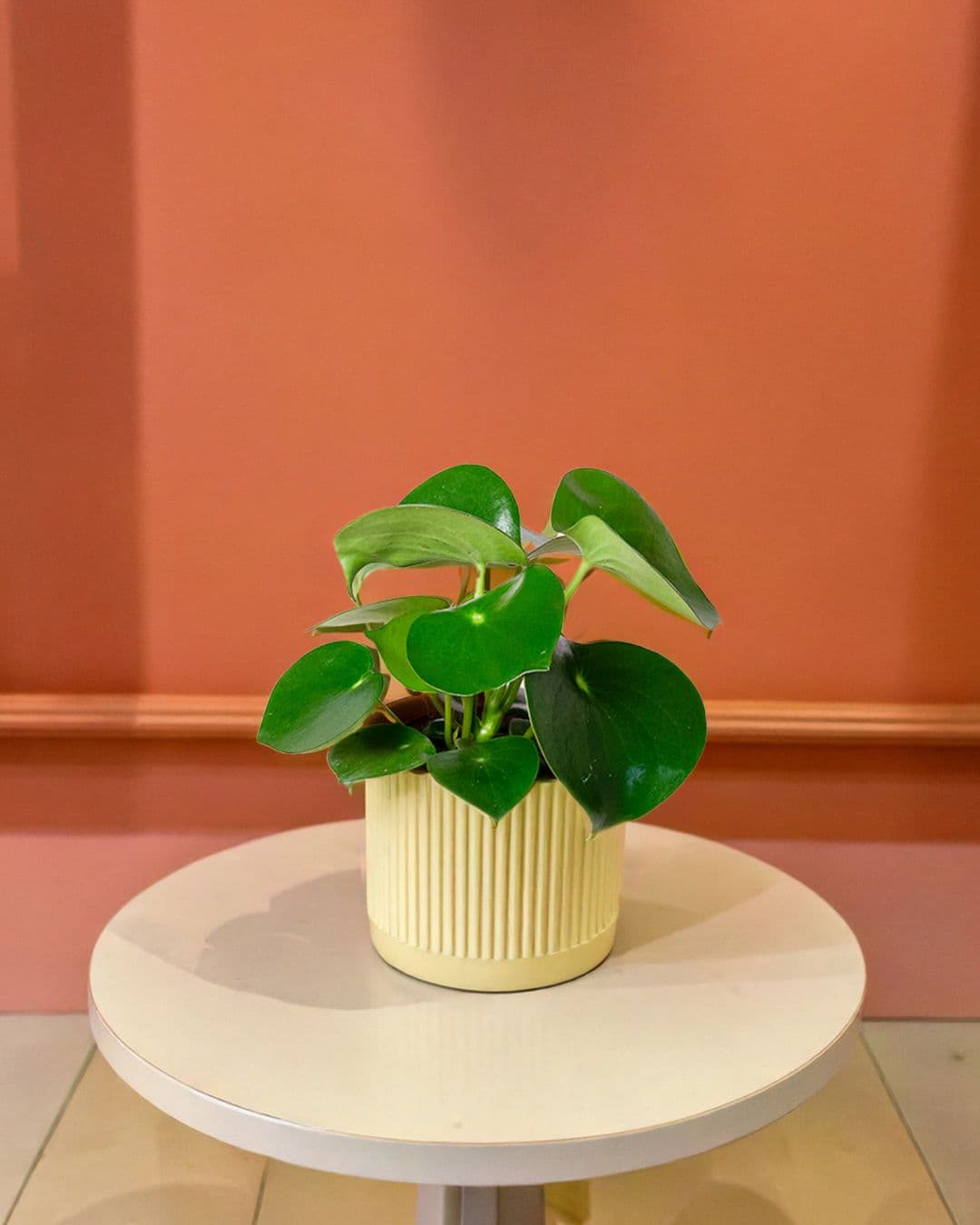 Peperomia Raindrop M - Pur Plant