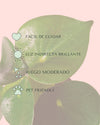 Peperomia Raindrop M - Pur Plant