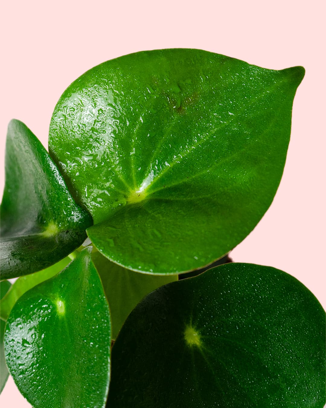 Peperomia Raindrop M - Pur Plant