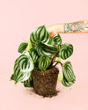 Peperomia Watermelon M - Pur Plant