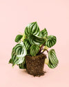Peperomia Watermelon M - Pur Plant
