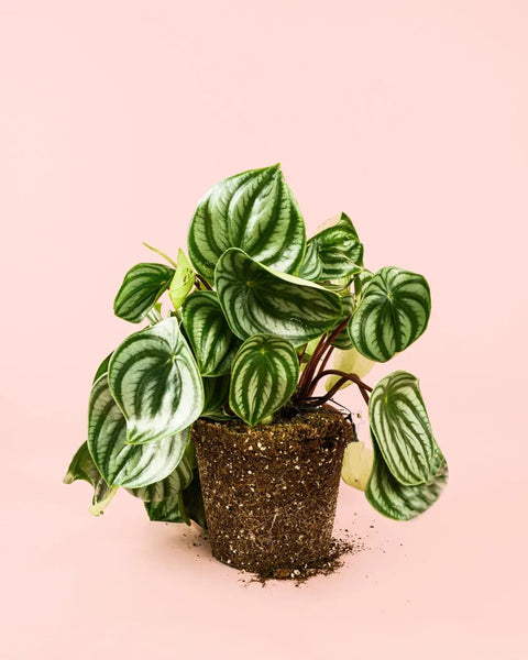 Peperomia Watermelon M