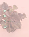 peperomia_chocolate_mini_care