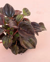 peperomia_chocolate_mini_detalle