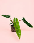 Filodendro Billietiae M