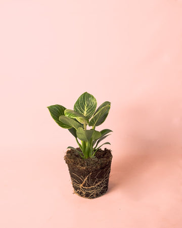 Philodendron Birkin M