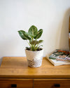 Philodendron Birkin M - Pur Plant