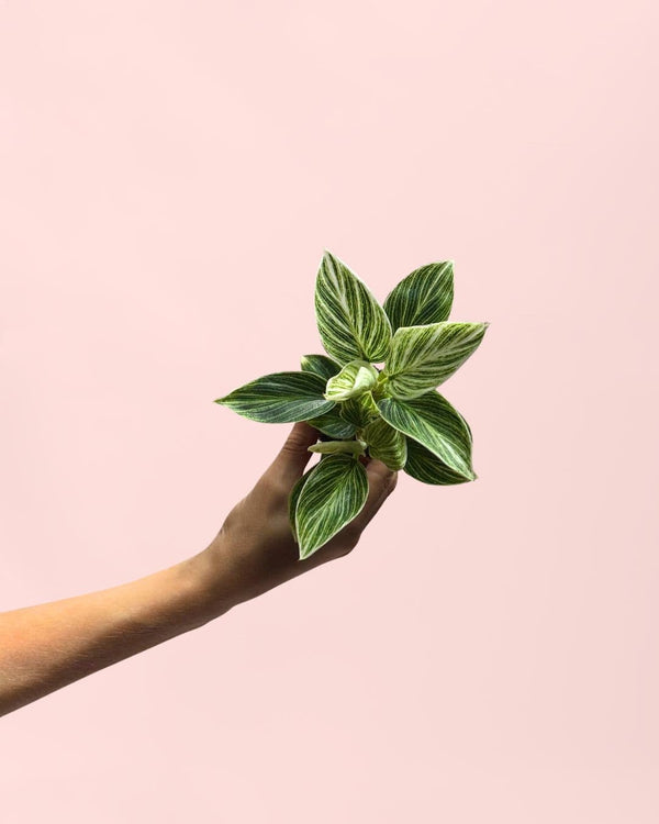 Como Cuidar da Philodendron Brasil