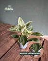 Philodendron Birkin Mini - Pur Plant
