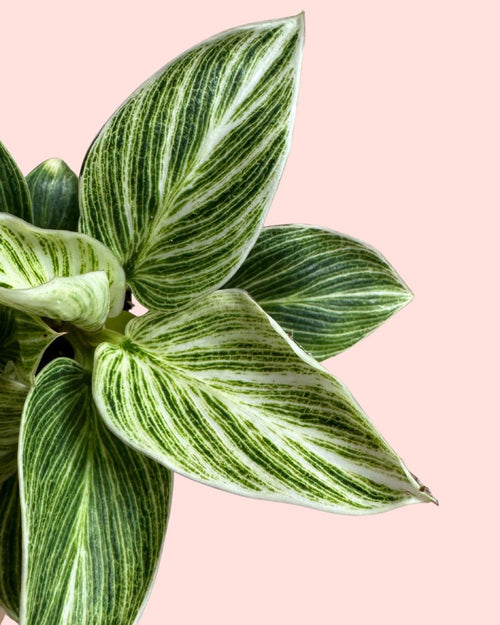 Philodendron Birkin Mini - Pur Plant