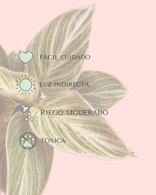 Philodendron Birkin Mini - Pur Plant