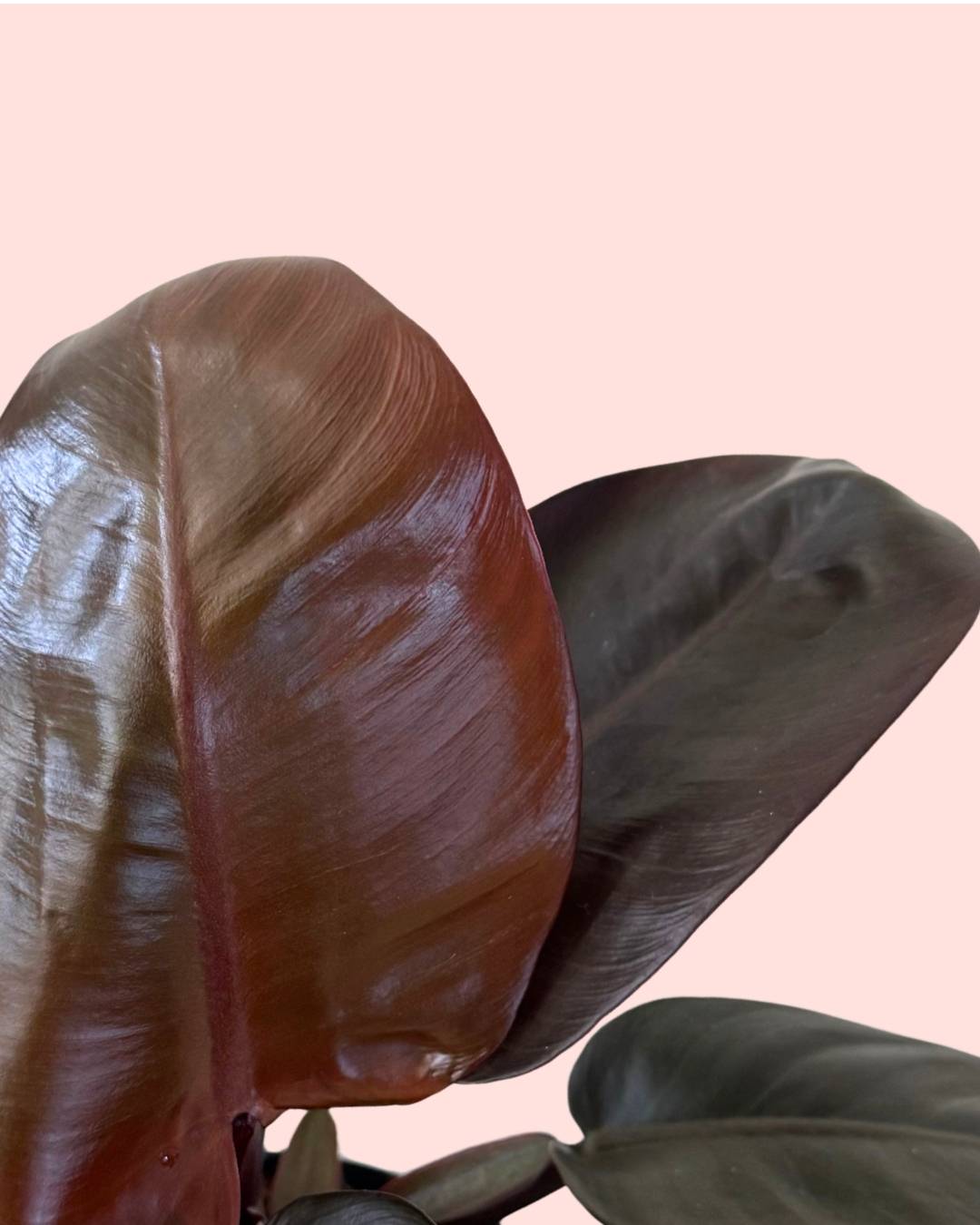 Philodendron Black Cardinal M - Pur Plant