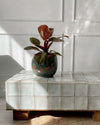 Philodendron Black Cardinal M - Pur Plant