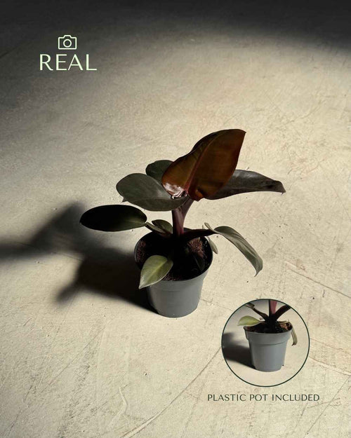 Philodendron Black Cardinal M - Pur Plant