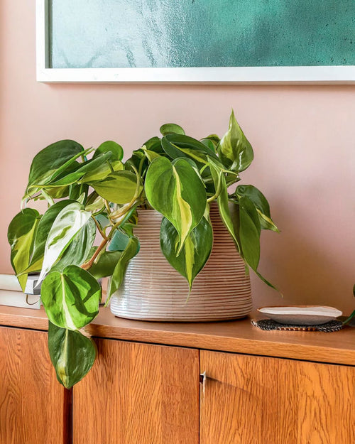 Philodendron Brasil M - Pur Plant