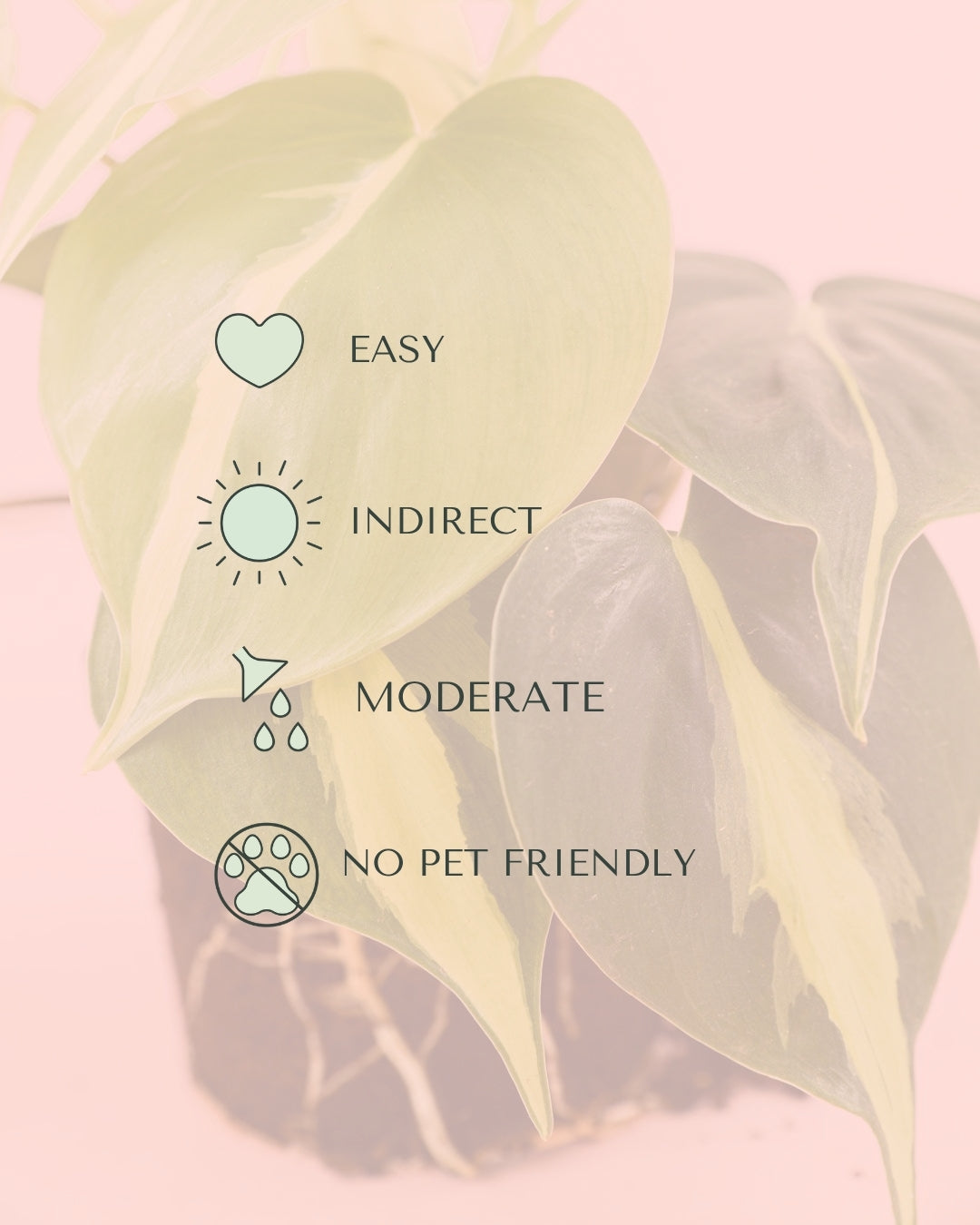 philodendron-brasil-m-care