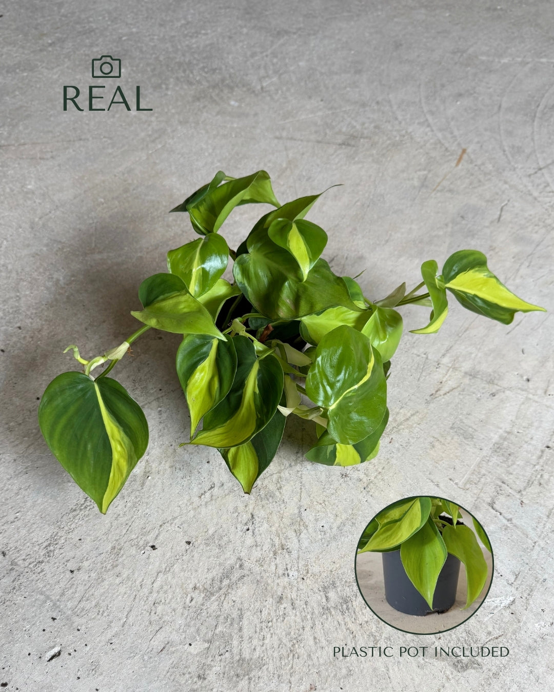 philodendron-brasil-m-real