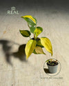 Philodendron Brasil Mini - Pur Plant