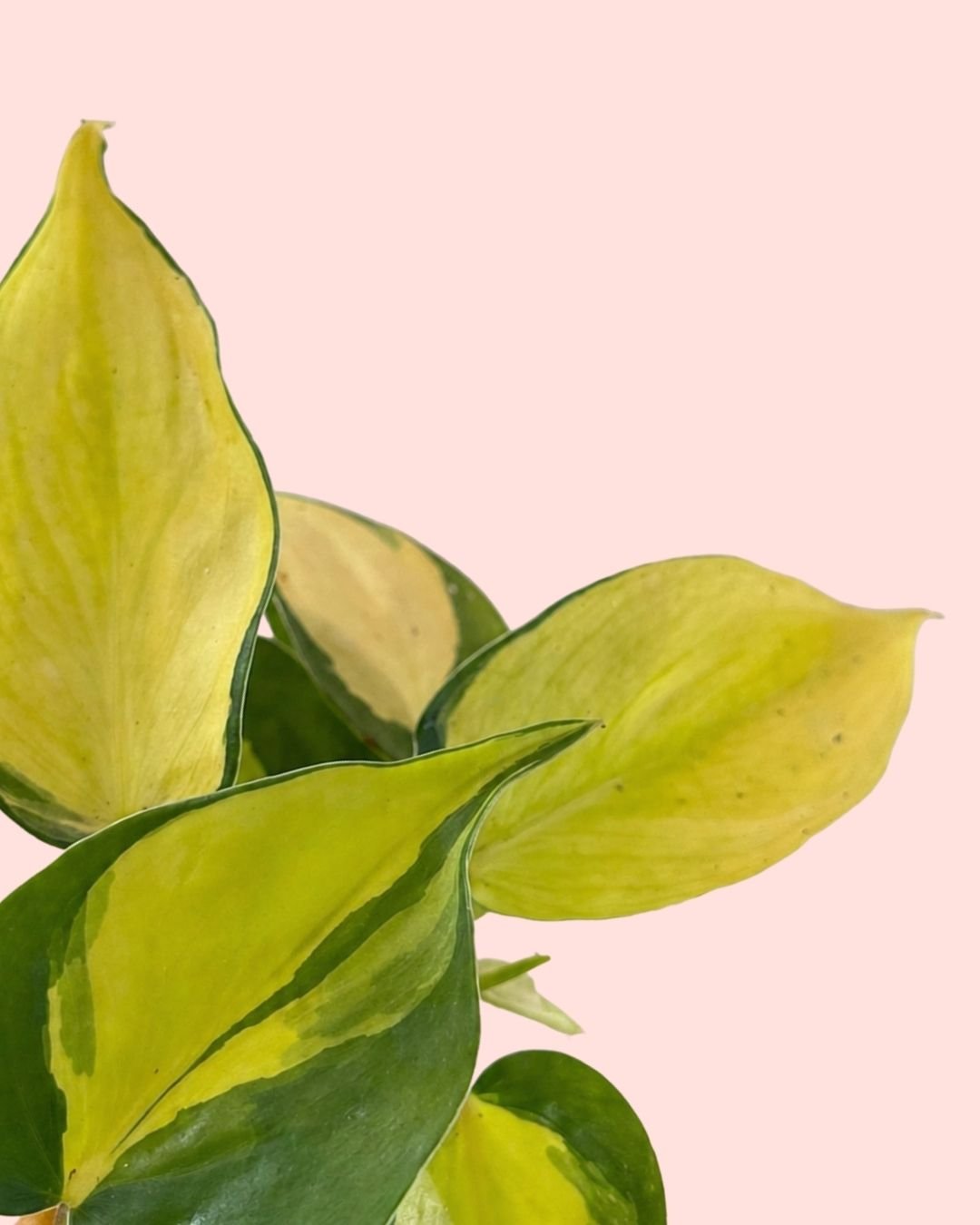 Philodendron Brasil Mini - Pur Plant