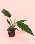 Philodendron Choco Empress M