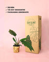 Philodendron Choco Empress M - Pur Plant