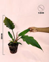 Philodendron Choco Empress M - Pur Plant