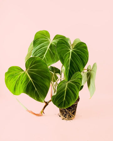 Philodendron Gloriosum M