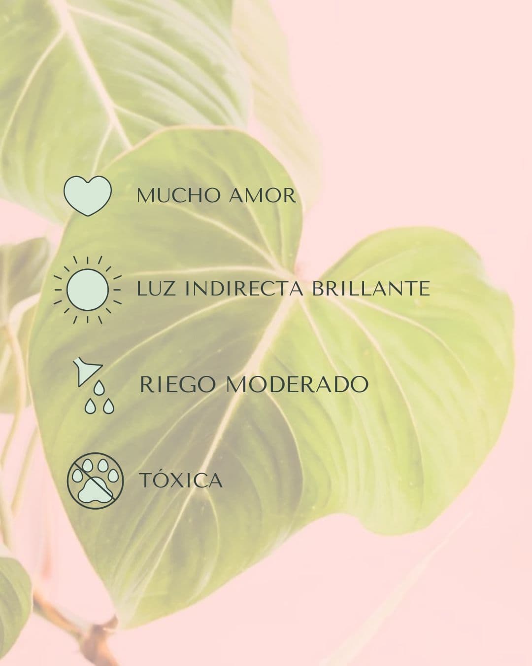 Philodendron Gloriosum M - Pur Plant