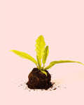 Philodendron Golden Saw M