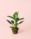Philodendron Green Princess M - Pur Plant