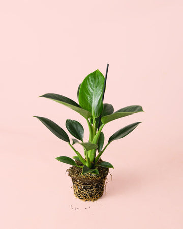 Philodendron Green Princess M